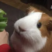 おっシー