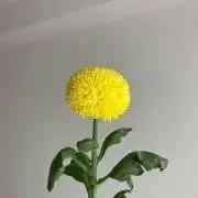 Wakaの画像