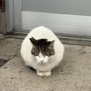 こう