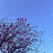 むらさき