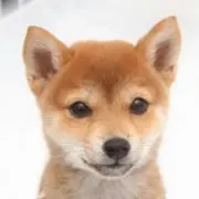 ポチ