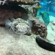 らいのん