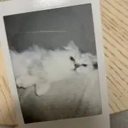 パンちゃんの画像