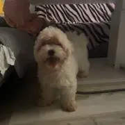 ゴン
