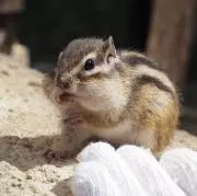 toshの画像