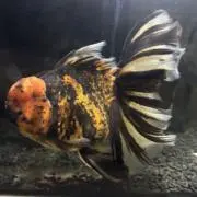 ふじやんの画像