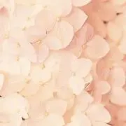 しゃんの画像