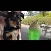 ブブ