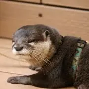 ひよこ