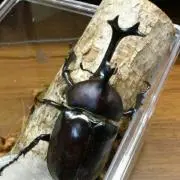 Gao-25の画像