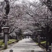 さすけの画像