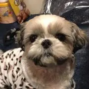 ちゃめ