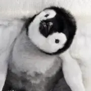 ましゅまろの画像