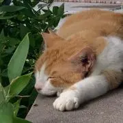 むぎの画像