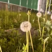 ほんにゃら産業