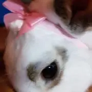 チャコル