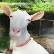 てるくんの画像