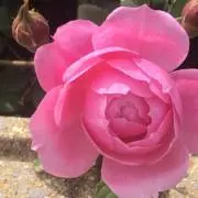 うた♡の画像