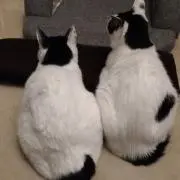 motchの画像