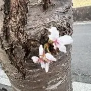 さくら