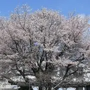 うさ子の画像