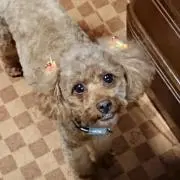 コトの画像