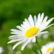 マーガレットの画像