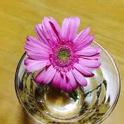rose Flowerの画像