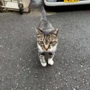 ♪の画像