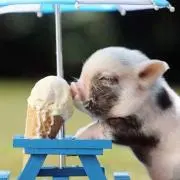 ぶーちゃん♡の画像