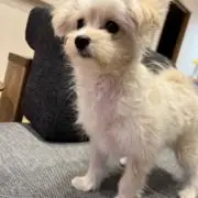 t.o.kの画像