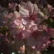 medakaの画像