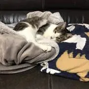 たぬたぬ