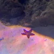 すすの画像