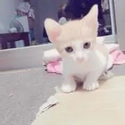 ルートの画像