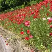 のんちゃん（価格交渉承ります）の画像