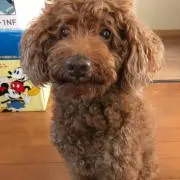 にの金