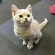 ねぎのすけ
