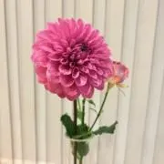 おととの画像