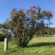 ミネコの画像