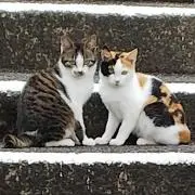 めいにゃん