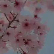 みかん❀の画像