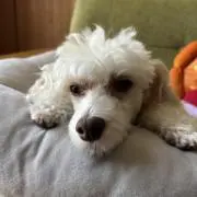 もっち