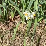 おずの画像