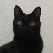ちゃばの画像