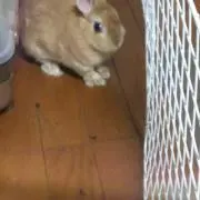 ゆめころん