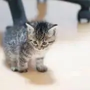 さやの画像