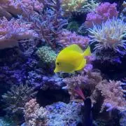 ワイケイの画像