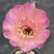 花の名は。の画像