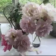 うさぎの画像